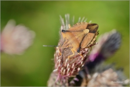 <p>KNĚŽICE ROHATÁ (Carpocoris fuscispinus) ----/Shield bug – Nördliche Fruchtwanze/</p>